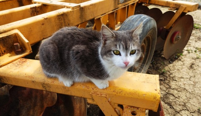 cat on farm equipment, barnyard cat, 
