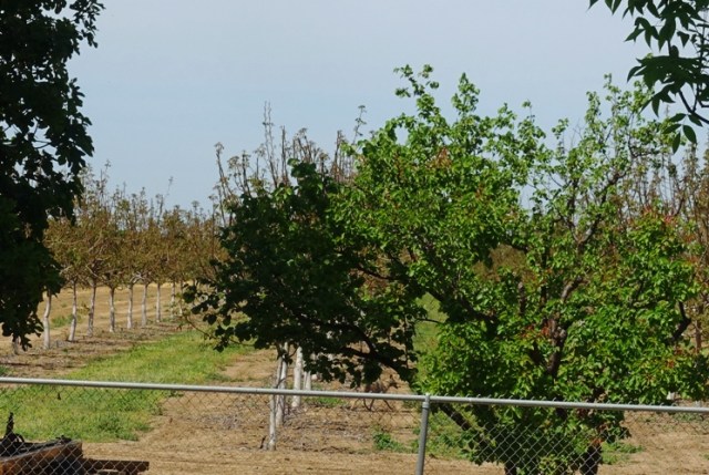 Coyote, orchard, Canis latrans ochropus
