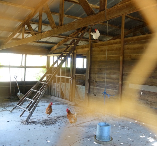 Chicken Coop, Coyote, Chicken in Rafters, Roosting Chicken