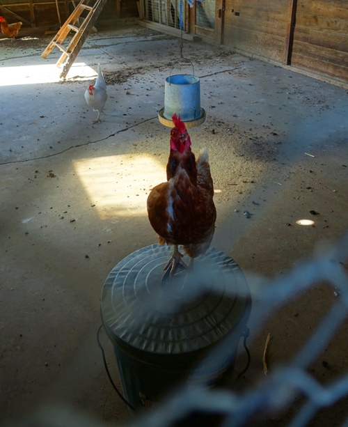 Chicken, feed bucket, chicken coop