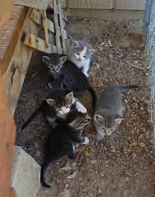 Orchard kittens, kittens, barn cats