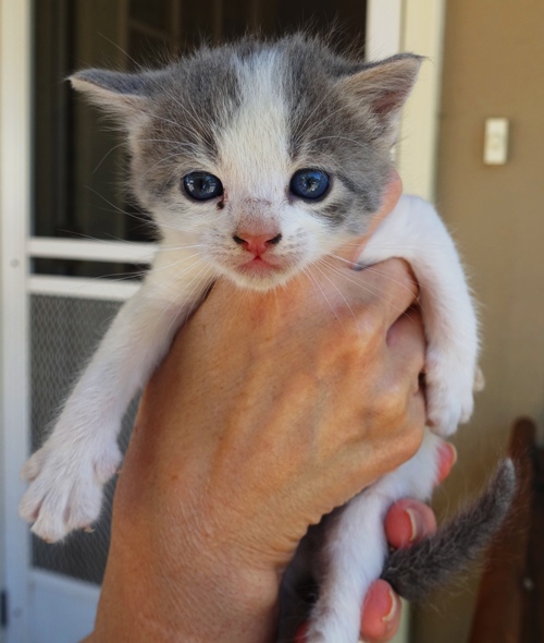 Cute Kitten, orchard kitten, white and grey kitten