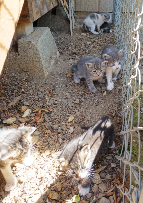 Six Kittens, Litter of kittens, barn cats, orchard cats