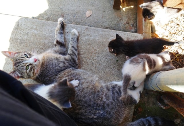 Mother Kitten, Litter of kittens, barn kittens, orchard kittens