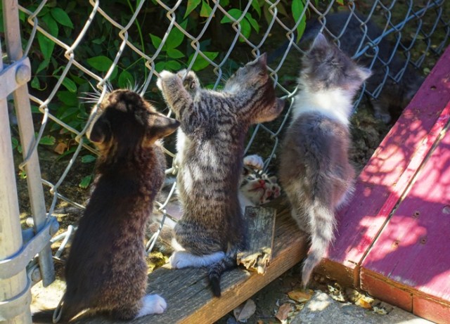 Chain Link Fence, Kittens Playing, hanging on a fence