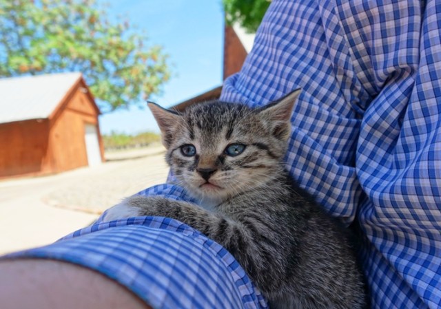 Barn Kitten, little kitten, relaxing kitten
