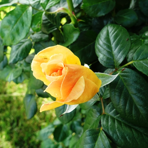 Yellow Rose Bud, Spring Roses, Yellow Rose