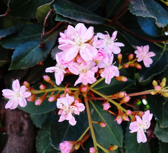blossoming trees, pink blossoms