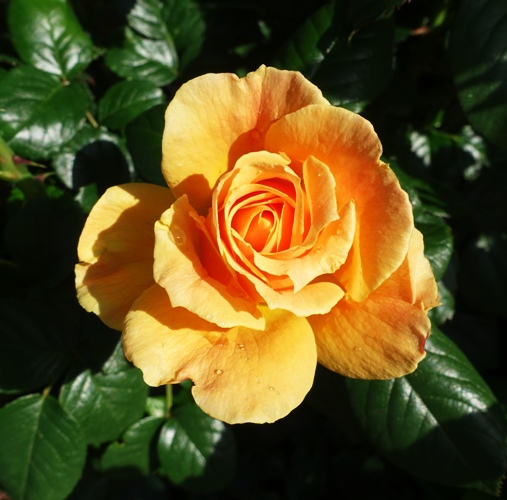 Yellow Rose Bloom, Yellow Rose Bush, Spring Blooms