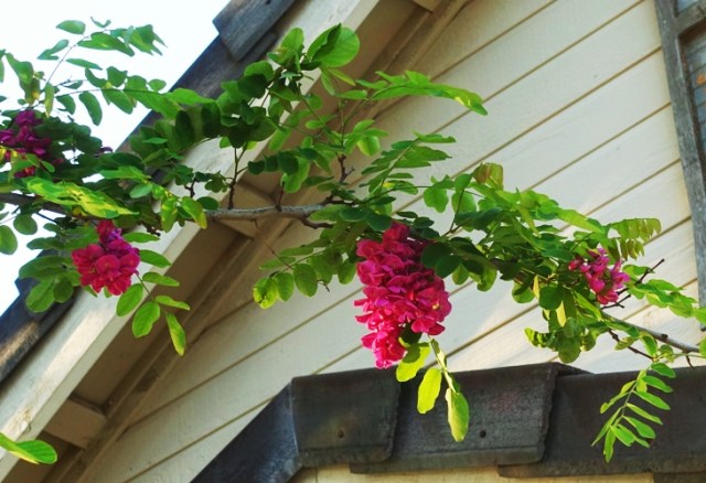 Locust Tree, Idaho Locust, robina, blossoms