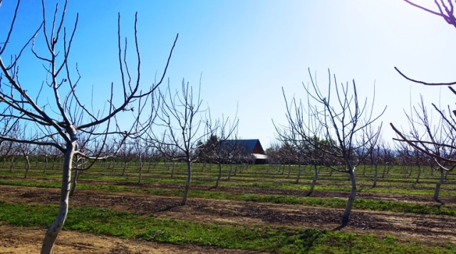 Walnut Orchard, No leaves, no blossoms, spring, late blooming
