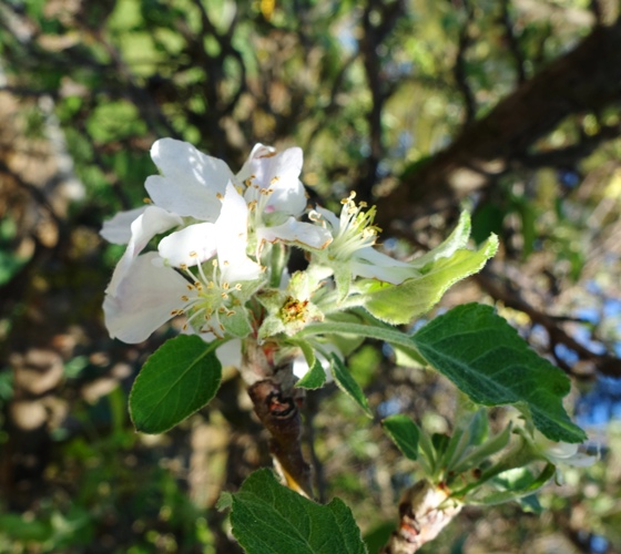 Apple Blossoms, Apple Trees, Spring blossoms