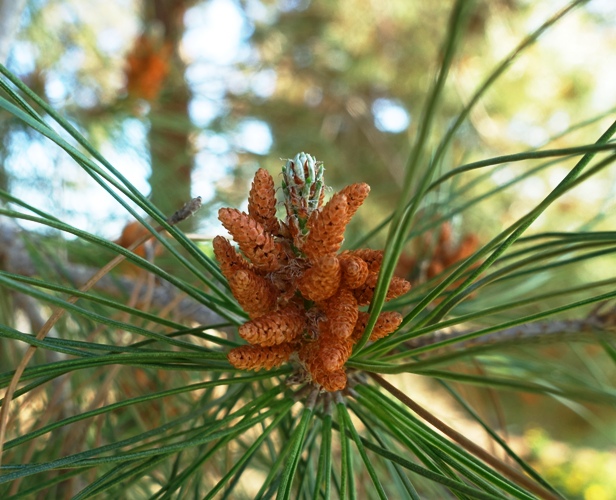 pine trees, evergreen trees, pine cones, spring