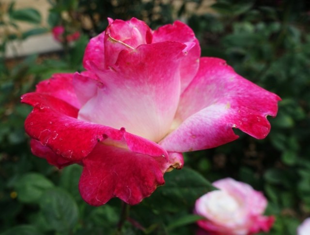 Rose Garden, Tracy, California, Tracy Garden Club