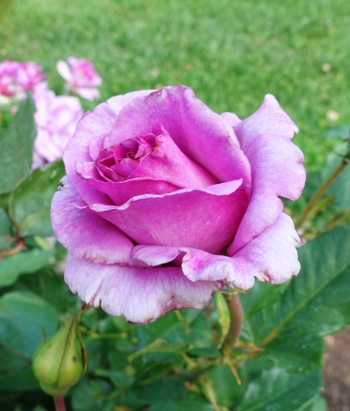 Rose Garden, Tracy, California, Tracy Garden Club