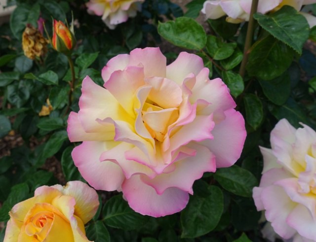 Rose Garden, Tracy, California, Tracy Garden Club