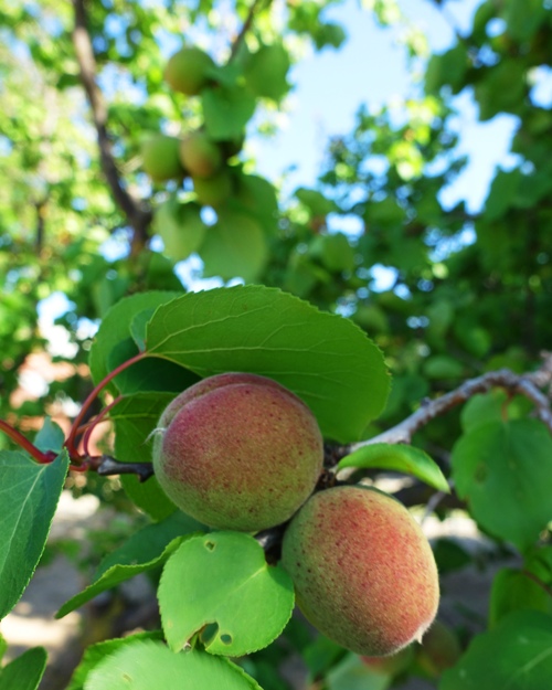 Ripening Apricots, spring fruit, orchard