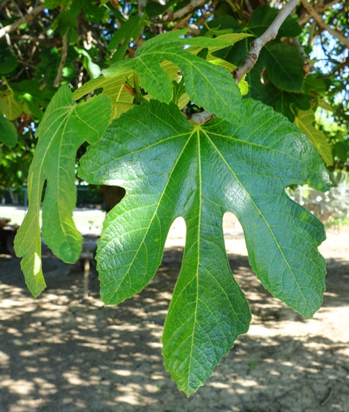 Fig Leaves, Fig Tree, Figs, orchard