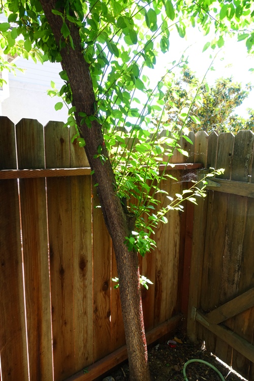 Spring Tree, tree trimming, yard work