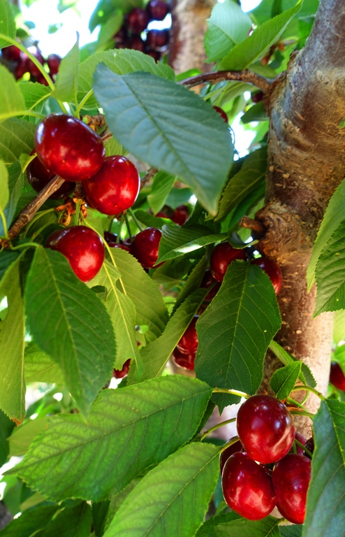 Cherry Orchard, Cherries, Cherry Harvest, ripe cherries, Central California