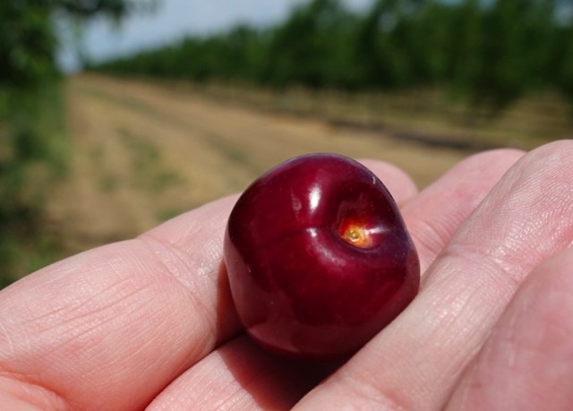 Cherry Orchard, Cherries, Cherry Harvest, ripe cherries, Central California
