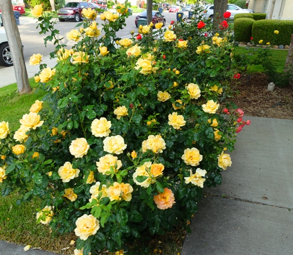 Yellow Floribunda, Yellow Roses, Rose Garden