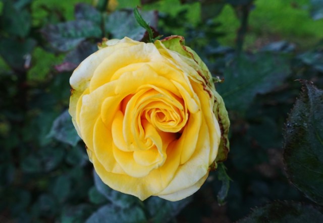 St. Patrick Rose Bush, Yellow Rose, Hybrid Tea, Roses