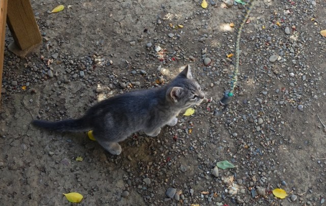 orchard kittens, cats, playful cats, country cats