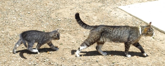 orchard kittens, cats, playful cats, country cats