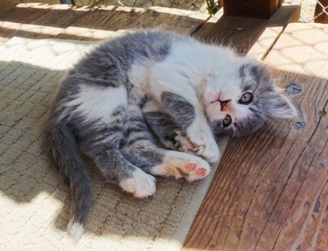 orchard kittens, cats, playful cats, country cats