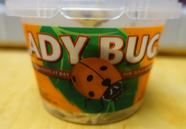 Ladybugs, Aphid control, rose bushes