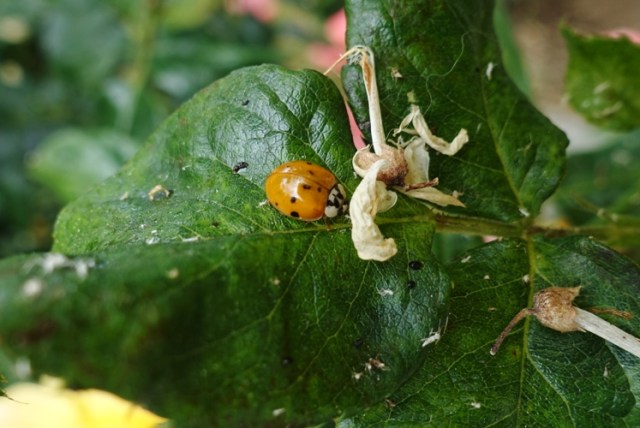 roses, ladybug, ladybugs, pest control