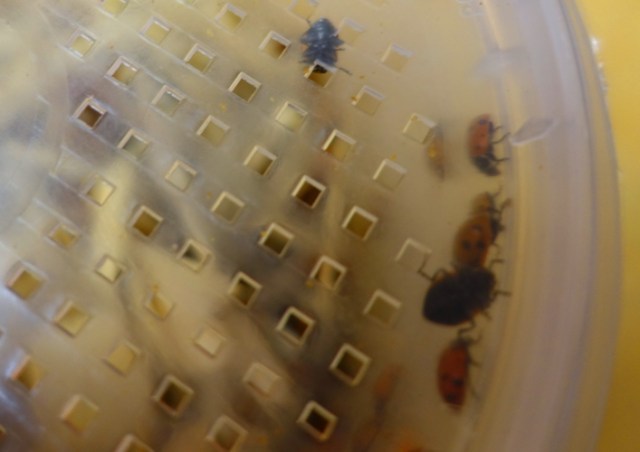 Coccinella septempunctata (seven-spotted ladybug or C-7), aphids, pest control