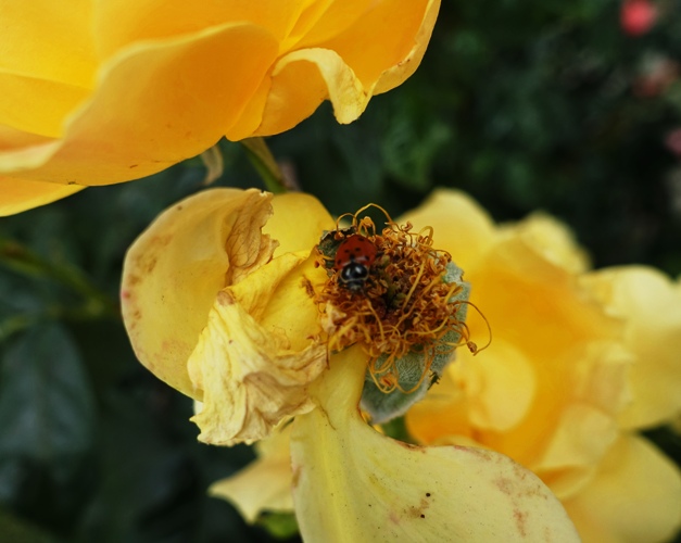 roses, ladybug, ladybugs, pest control