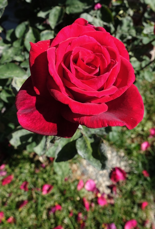 Red Rose, rose garden, roses are red