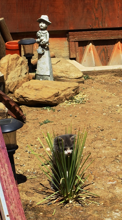 Hidden Kitten, kittens, playful kitten