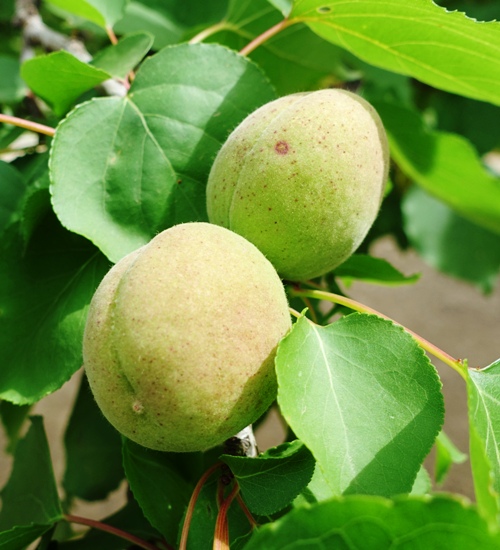 Ripening Apricots, Central Valley Orchards, Fruit Trees
