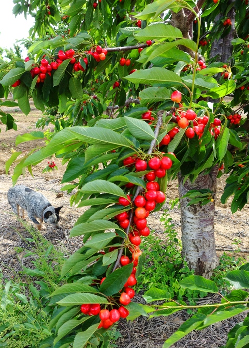 Ripening Cherries, Cherry Orchard, Cherry Trees, California Central Valley