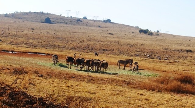 Zebras, Ostrich, Animal Park, South Africa