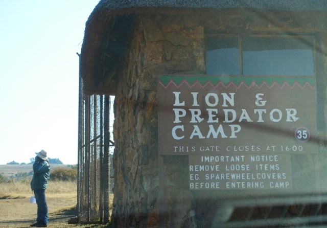 Lion Camp, Lion preserve, South Africa