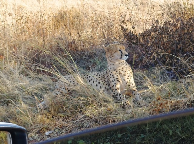 Cheetah, South Africa, Nature Preserve