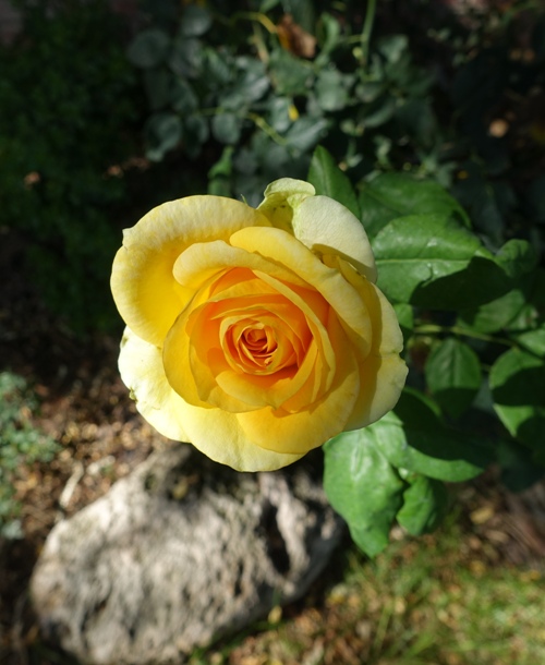Yellow Rose, Rose bushes