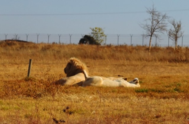 South Africa, White Lions, Lion and Lioness