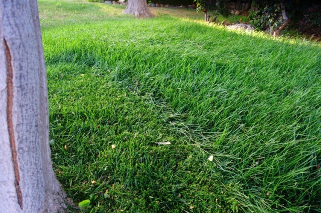 Mowing, tall grass, yard work