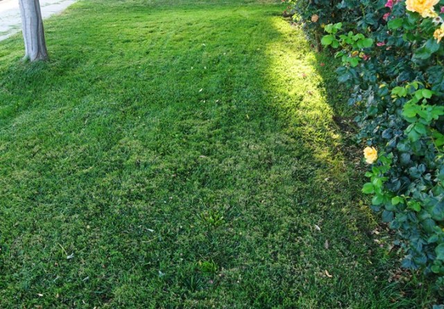 Cut grass, front lawn, yard work