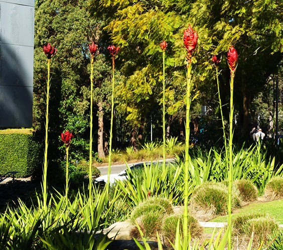gymea lilies, doryanthes excelsa, Australian lilies, gardening