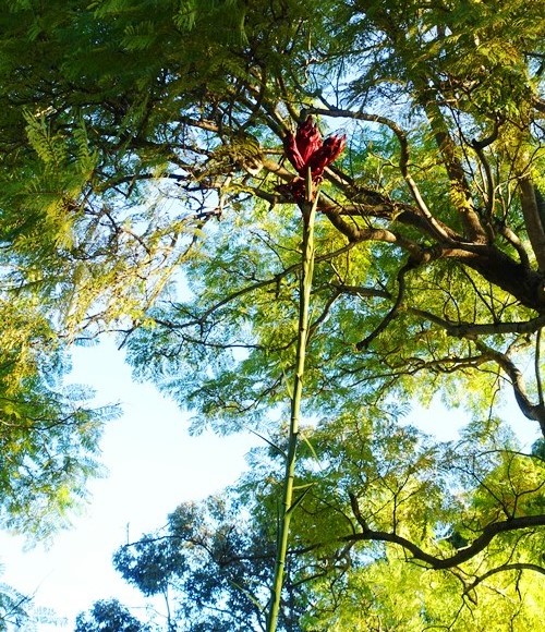 Tall australian lily, gymea lily, doryanthes excelsa, New South Wales