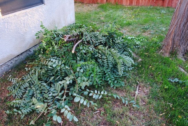 Tree pruning, yard work, Hot days, summer