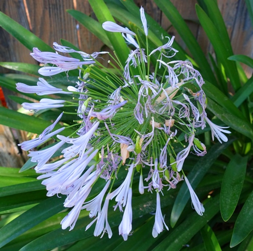 Agapanthus, wilted flowers, hot weather