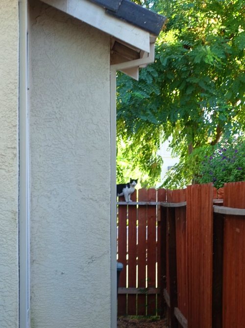 Cat on a fence, stray cat, hot day